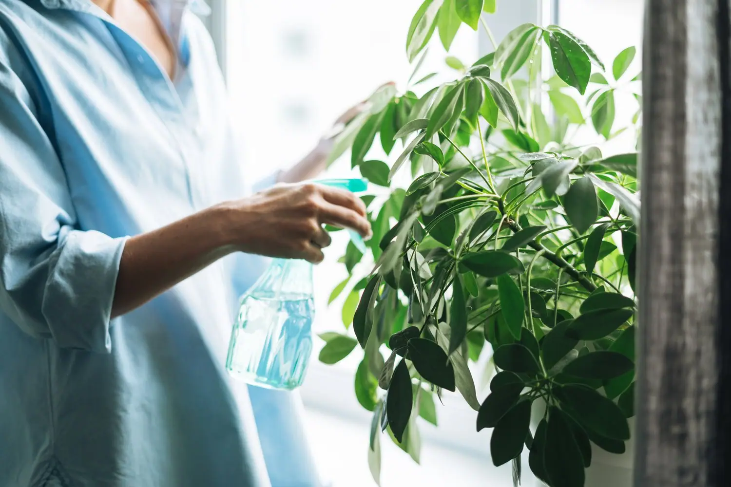Rośliny oczyszczające powietrze: Naturalna filtracja w domu